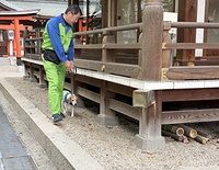 杭全神社（大阪市平野区）でシロアリ探知を行う「くんくんズ」のアリスちゃん