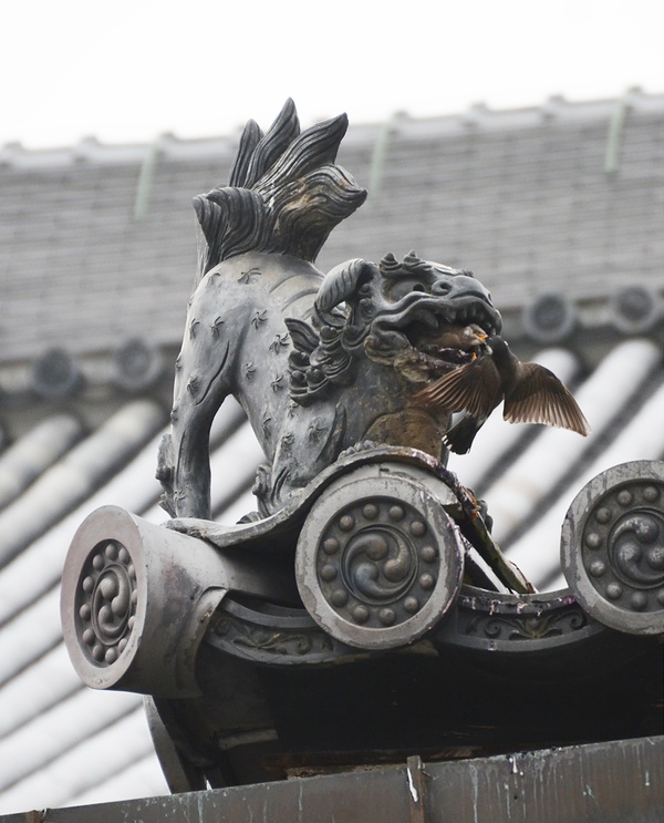 国宝屋根にムクドリ　子育てSNSで発信　本山本願寺