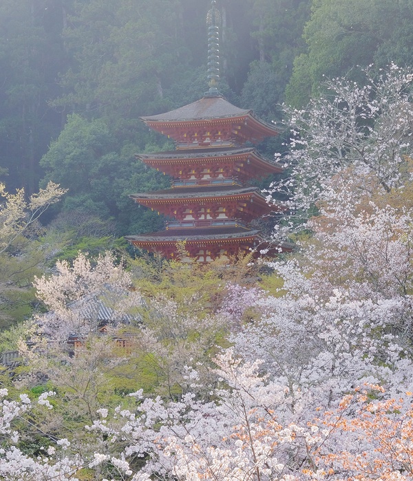 ボタンと桜の季節には多くの参詣者でにぎわう（五重塔は修復前）