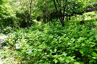 例年の2割の開花にとどまった三千院門跡のあじさい苑