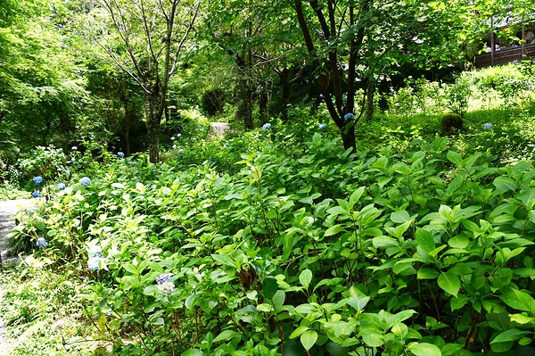 例年の2割の開花にとどまった三千院門跡のあじさい苑